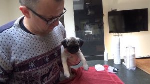 Щенок МОПСА, Уход за щенком. как ЧИСТИТЬ зубы СОБАКЕ.