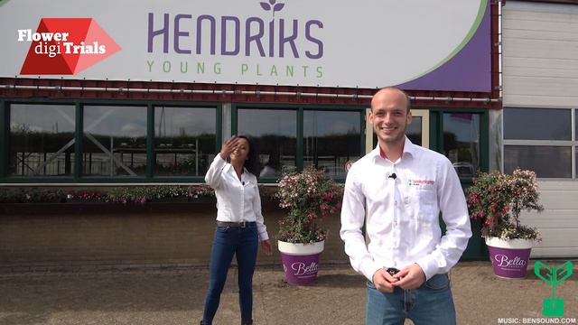 Flower digi Trials - Tea Petunia & Bella Fuchsia (NL)