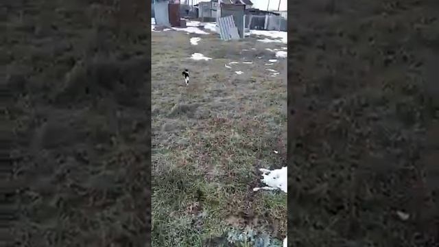 Мы с Тамарой ходим Парой??? смотреть онлайн