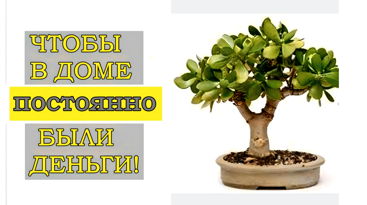ВЫ ТОЧНО ЭТОГО НЕ ЗНАЛИ ! СЕКРЕТ ДЕНЕЖНОГО ДЕРЕВА ! ЧТОБЫ В ДОМЕ ВОДИЛИСЬ ДЕНЬГИ ! смотреть онлайн