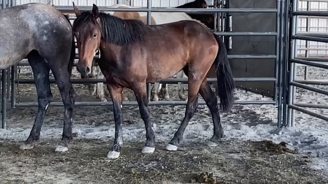 Wild mustang adoption | My internet adoption pick up смотреть онлайн
