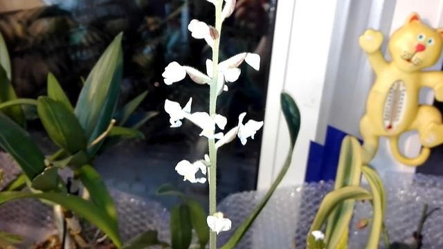 Орхидея Лудизия расцвела)))) смотреть онлайн