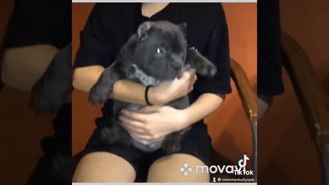 Американский Булли стандарт мальчик 💎💎💎 смотреть онлайн