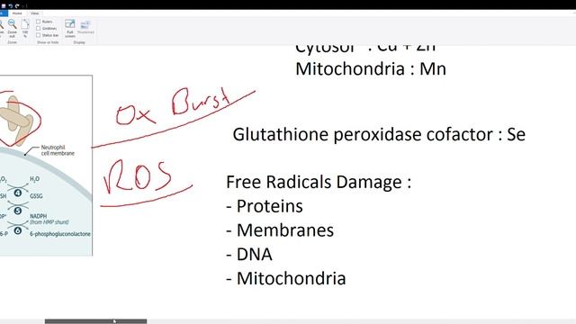 Oxidative Burst And ROS