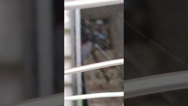 Тухачевского 41, вход во временное убежище завален мусором. #хорошевомневники #москва #сзао смотреть онлайн