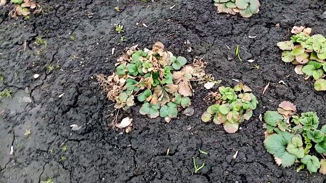 Лук СЛИЗУН Хорошо Принялся после Осенней Пересадки!!! ???2 апреля 2023г.?? смотреть онлайн