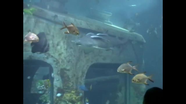 Воронежский океанариум Открытие. Акулы. 2011 Sharks in Voronezh HD смотреть онлайн