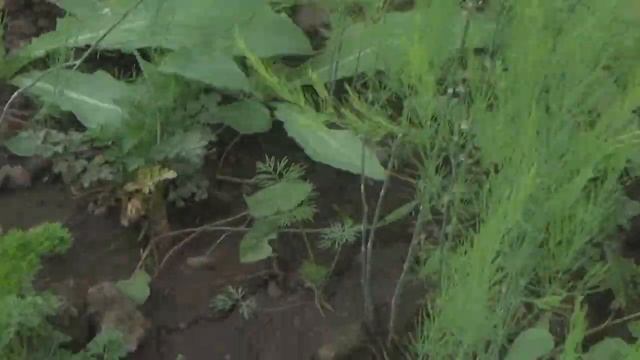 Спаржа - второй год смотреть онлайн