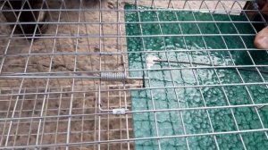 Живоловушка для куницы, норки, хоря, кота. Живоловка метровая