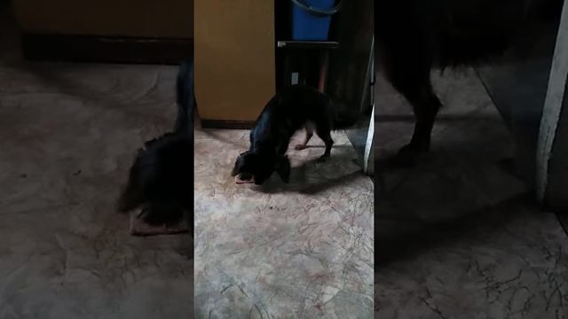 Кнопка ест косточку смотреть онлайн