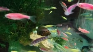 Данио рерио светящиеся (GloFish) ассорти
