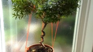 Начало формирования кроны мирта на спиральном стволе. Часть 1.