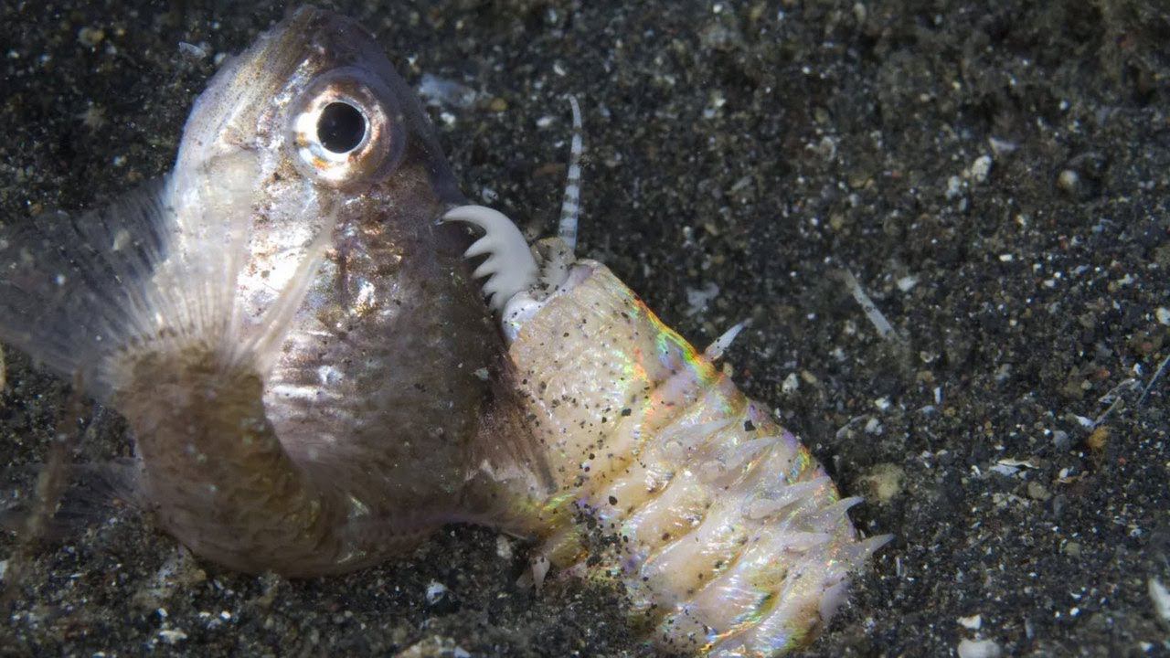 5 ужасных червей монстров! смотреть онлайн