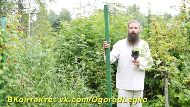 Как посадить малину без ошибок - Мой опыт смотреть онлайн