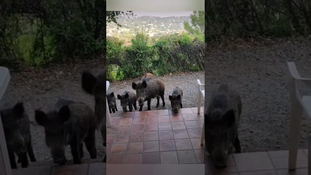 А мы припёрлись ... Не ждали?! ??? bayoun.ru #свиньи #поросята #приколы #кабаны смотреть онлайн