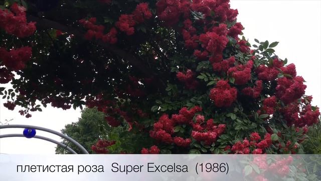 Розарий в парке Planten un Blomen Германия смотреть онлайн