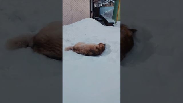 Снежные ванны. #хаски #хаскивидео #хаскироссии смотреть онлайн