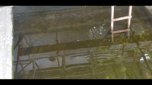 Домашняя Осетровая ферма (Осетрам по 5 лет)