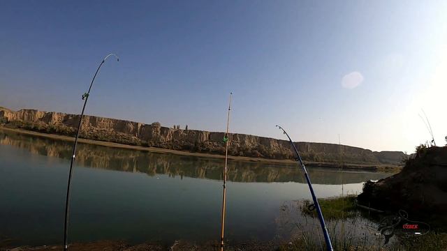 РЫБАЛКА НА САЗАНА. РЕКА СЫРДАРЬЯ . БАЛИК ОВИ СИРДАРЁ #рыбалкавузбекистане #сазан #bestmoments #fish смотреть онлайн