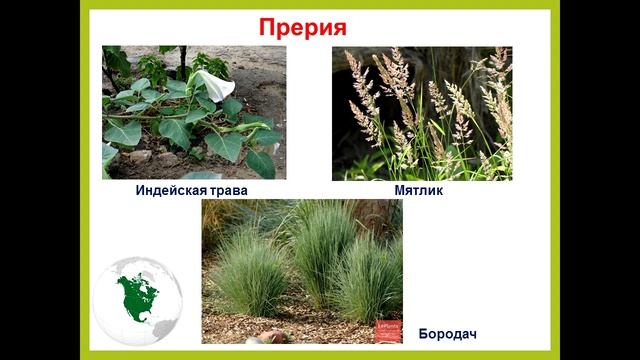 7 класс. География. Природные зоны Северной Америки. Дмитриева Ж.М. смотреть онлайн