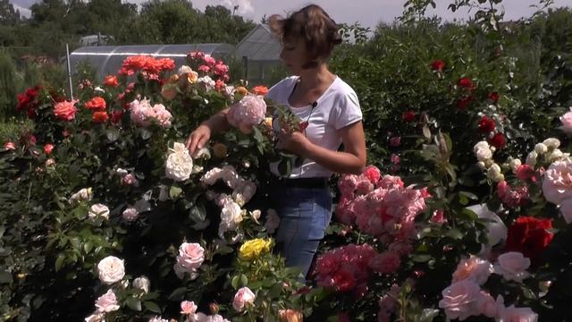 Розы в моём цветнике (съмка интервью каналу Садовый Мир) смотреть онлайн