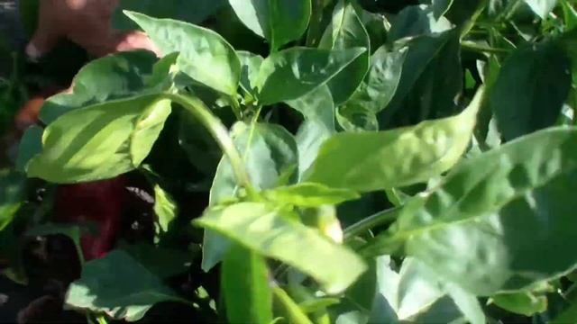 Суперсладкий перец капия! РедПиа! смотреть онлайн