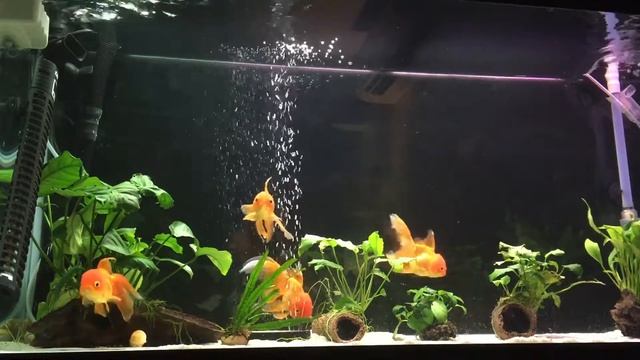 75 Gal Oranda Goldfish Tank February 2017 смотреть онлайн