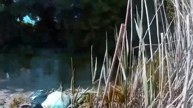 Северное водохранилище Ловля на макушатник и фидерную снасть . смотреть онлайн