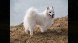 Японский шпиц Описание породы