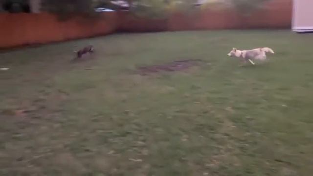 Husky Puppy Chases Greyhound Dog in Backyard of House - 1139017 смотреть онлайн