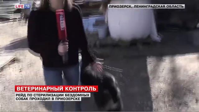 Стерилизация бездомных животных в Приозерске смотреть онлайн