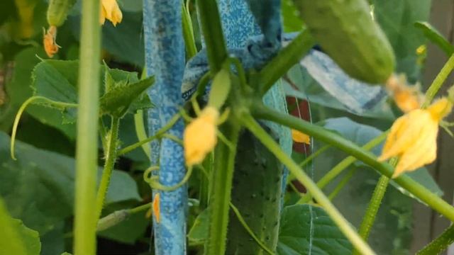 Сорта огурцов и перцев для высокого урожая