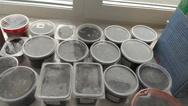 Распикировала перцы, посеяла томаты. К сезону готова смотреть онлайн