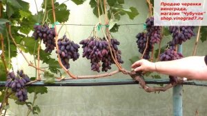 Виноград Красава- достойная форма раннего срока созревания, вкус приятный, грозди крупные.