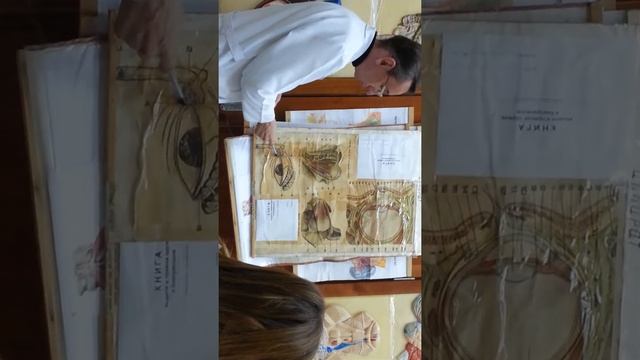 Орган зрения смотреть онлайн