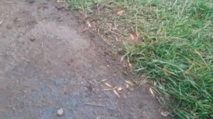 замена нижнего термостата на 93 градуса кашкай J10