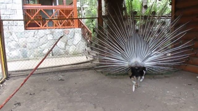 Павлин с раскрытым хвостом в Tay-house Казахстан смотреть онлайн