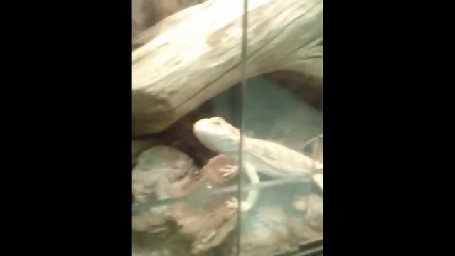 ВЛОГ Контактный Зоопарк Кормим Животных смотреть онлайн