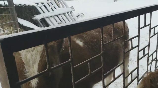 ВЗВЕШИВАНИЕ ГОДОВАЛОГО БЫКА./weighing a big bull смотреть онлайн