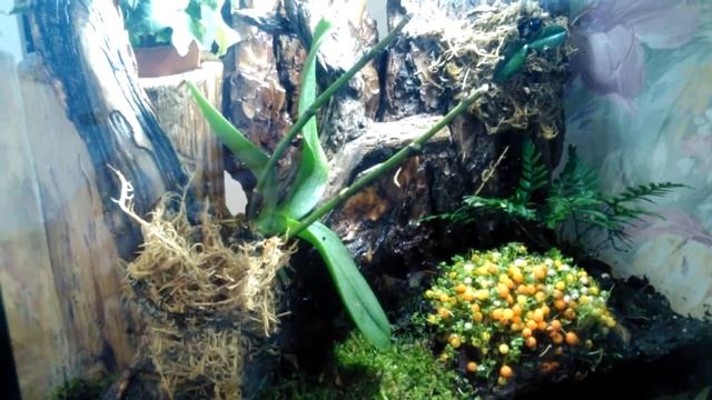 Мой флорариум, обзор.