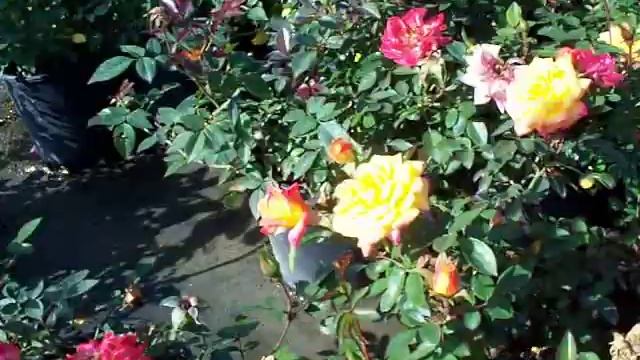 Rose Rainbows End Climbing 1gal смотреть онлайн