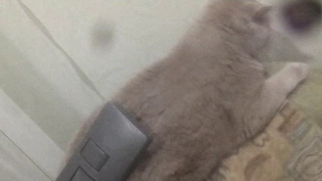 Пылескот смотреть онлайн