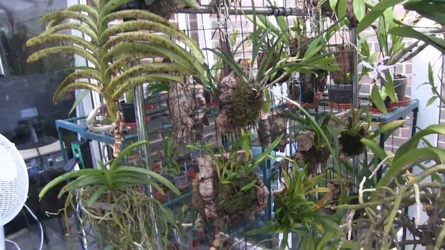 Today and Tomorrow, We Test the Growroom Against the Heat смотреть онлайн