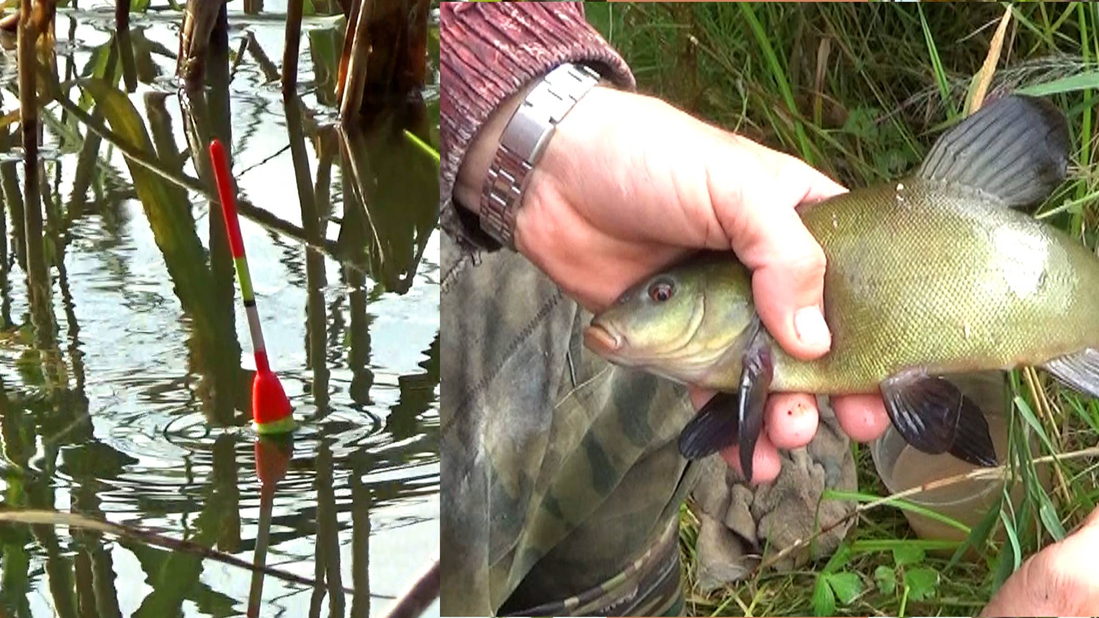 Как поймать линя на удочку, мой опыт смотреть онлайн
