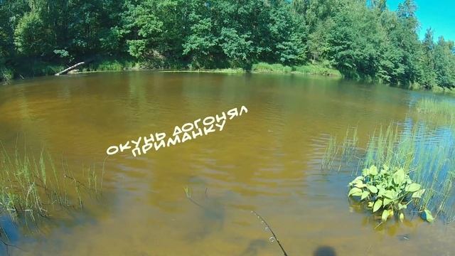 Окуни на спиннинг. Береговой поход по реке Керженец. смотреть онлайн