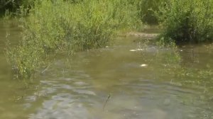 Рыбалка летом. Особенности летней рыбалки.