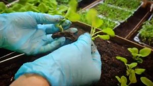 Первая пикировка рассады цветов! Как и зачем это нужно??