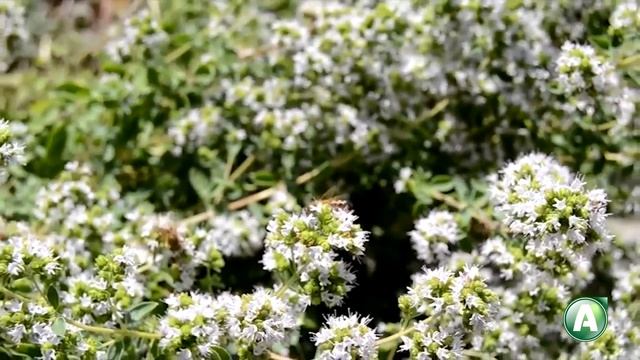 В ладу с природой - 395 - Что такое биофунгициды, о пользе майорана, посевной календарь смотреть онлайн