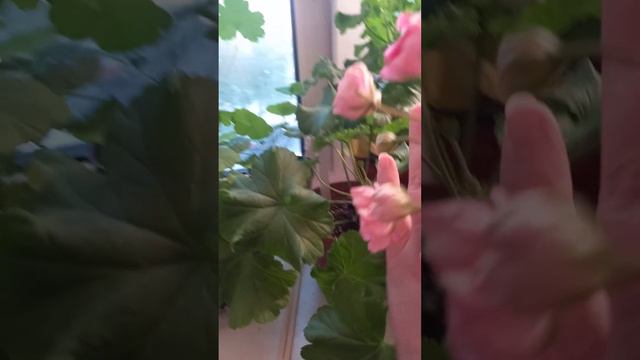 Пеларгония Ю Сакура +