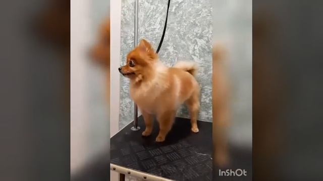 Экспресс линька для шпица Моники смотреть онлайн
